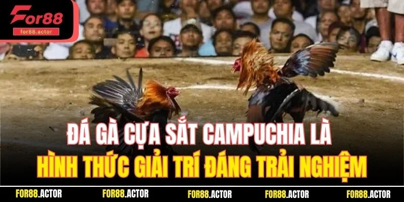 Đá gà cựa sắt Campuchia là hình thức giải trí đáng trải nghiệm