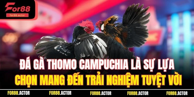 Đá gà Thomo Campuchia mang đến trải nghiệm tuyệt vời