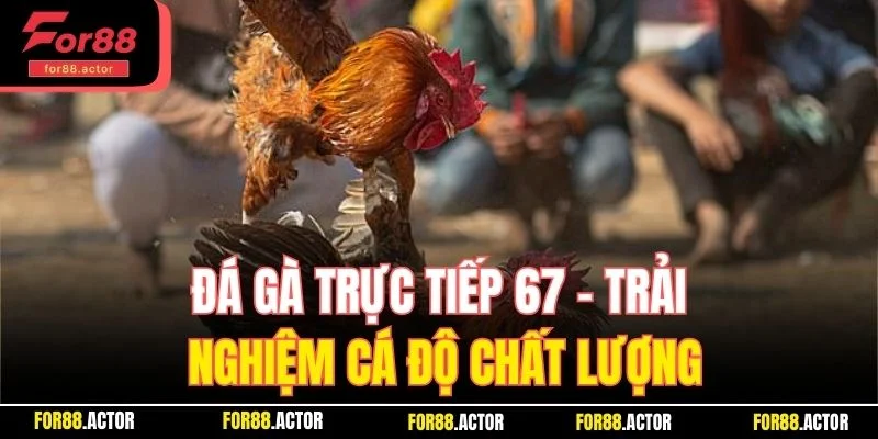 Đá gà trực tiếp 67 - Trải nghiệm cá độ chất lượng