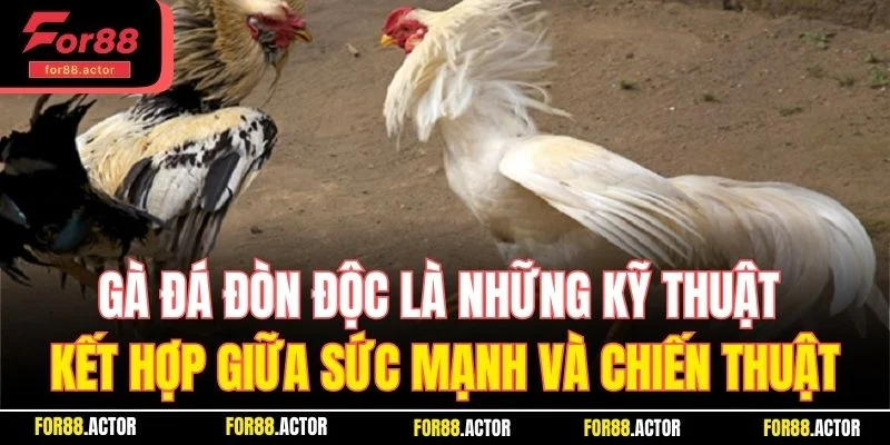Gà đá đòn độc là những kỹ thuật kết hợp giữa sức mạnh và chiến thuật