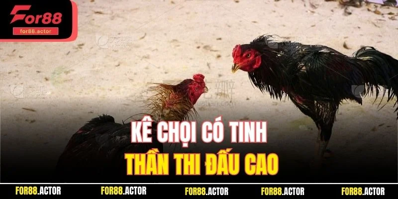 Kê chọi có tinh thần thi đấu cao