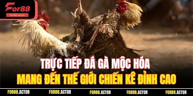 Trực tiếp đá gà Mộc Hóa mang đến thế giới chiến kê đỉnh cao