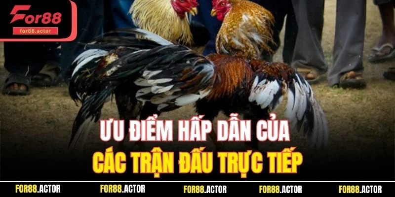 Ưu điểm hấp dẫn khi xem đấu gà trực tiếp